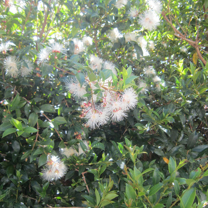 Canon IXUS 210 IS